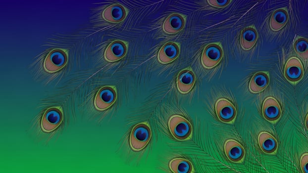 A bunch of peacock feathers are shown in a green and blue background photo