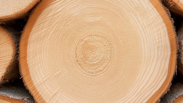 Freshly cut tree log cross section with visible growth rings and textured surface photo