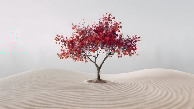 Red maple tree in sand garden with rippled patterns autumn fall photo