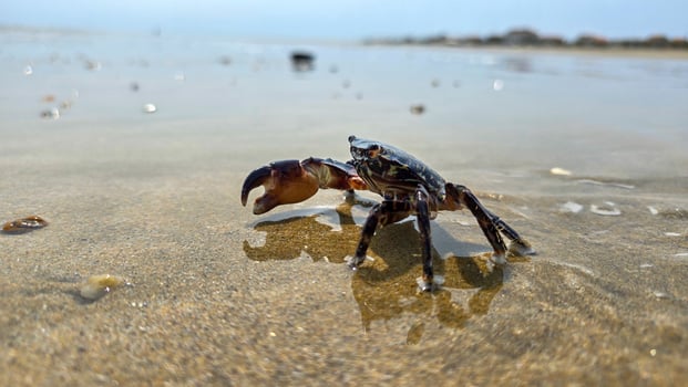 Cute small black crab walks on the the shiny surface of wet sand and reflected in water. photo