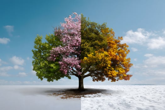 Tree showing all four seasons simultaneously against sky spring summer photo