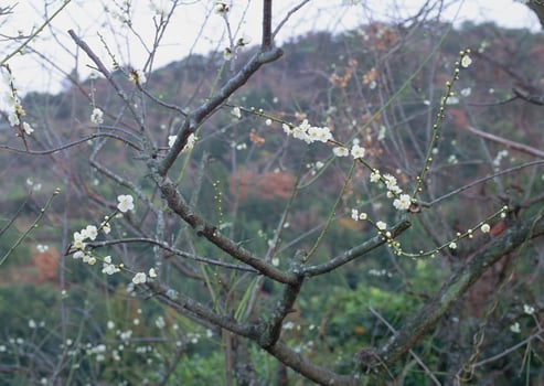 In the background, there is a majestic mountain towering near a beautiful tree adorned with stunning white flowers, creating a serene landscape photo
