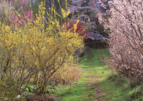 a path that is lined with trees and bushes photo
