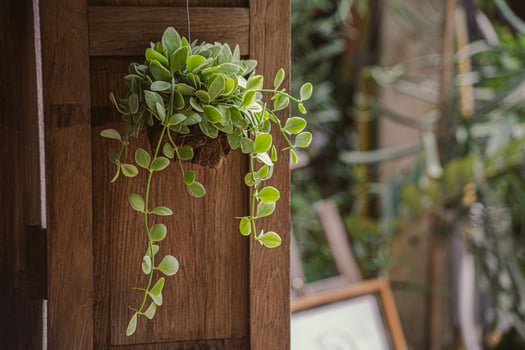 Asclepiadaceae in garden photo