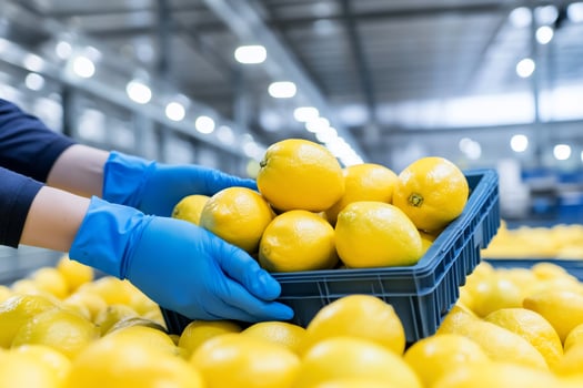 Fresh lemons in crate held by gloved hands in warehouse food processing photo