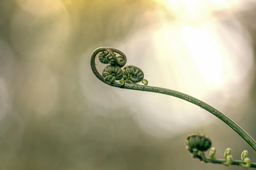 Natural carbon sink fight climate change. Sustainability in carbon-neutral ecosystems. Green and sustainable environment. Natural carbon capture solution. photo