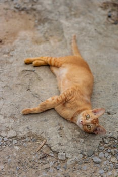 cat on the floor photo