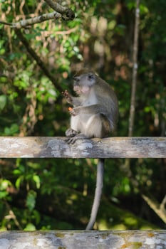 monkey on tree photo