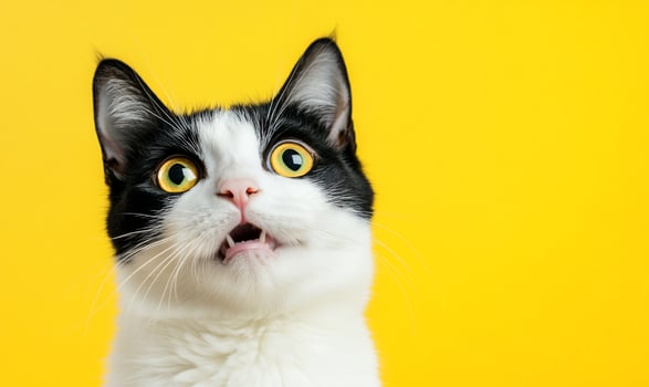 Surprised cat portrait on bright yellow background cute feline open mouth expression photo