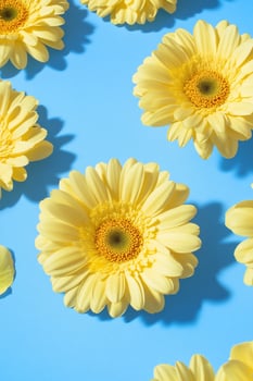 Yellow gerbera daisy flowers on blue background overhead spring floral pattern photo
