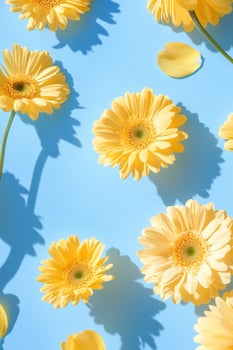 Yellow gerbera daisy flowers flat lay on light blue background springtime pattern photo