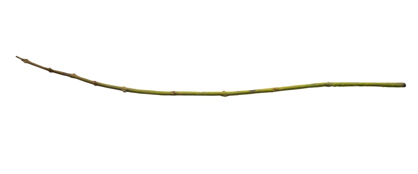 A long branch with leaves on it photo