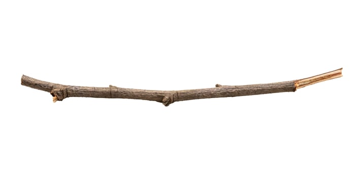 A branch with a metal rod attached to it photo