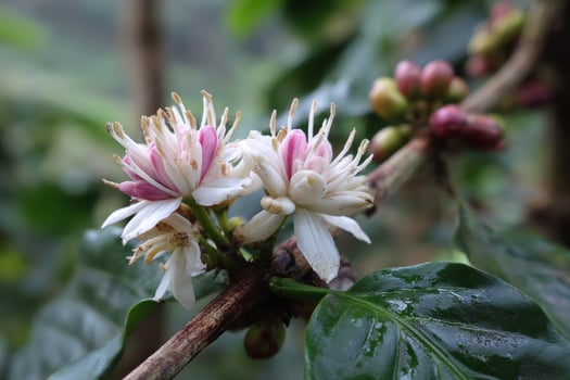Coffee flowers on a coffee tree photo