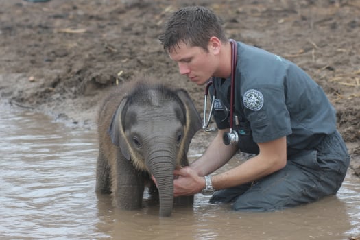 A man is petting a baby elephant in the mud photo