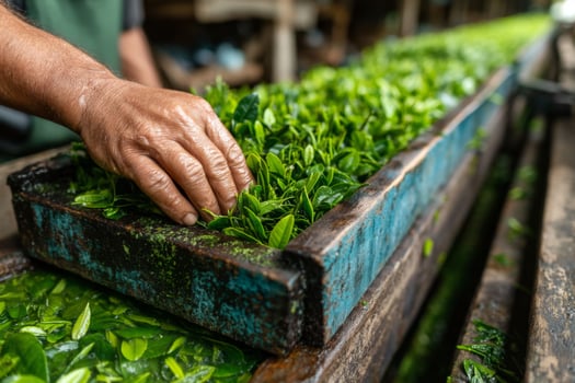 A person picking green tea leaves from a tray photo
