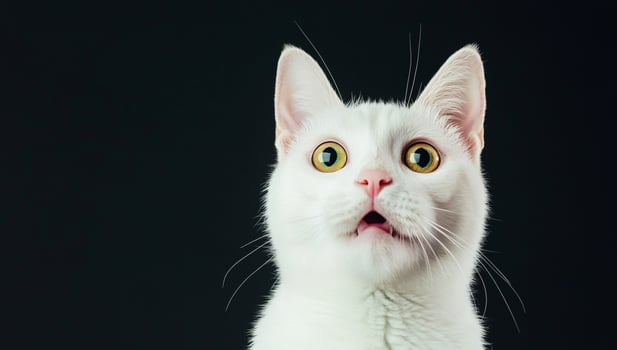 White cat portrait close up with wide eyes on black background expressive feline face curious domestic pet photo