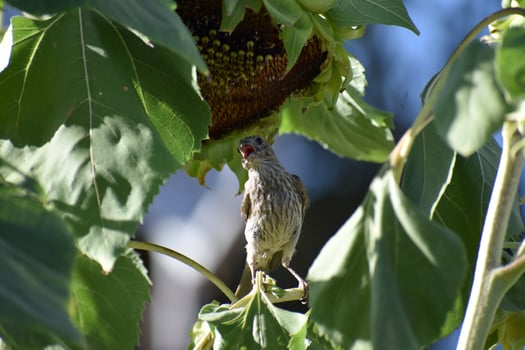 a bird is perched on a sunflower photo