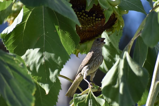 a bird is perched on a branch of a flower photo
