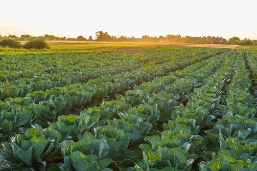 Rows of healthy cabbage plants thrive in a vast field as the sun sets, illuminating the lush foliage in a tranquil farm environment photo