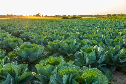 Vibrant green cabbages flourish in a vast field as the sun sets, casting a warm glow over the farm landscape photo