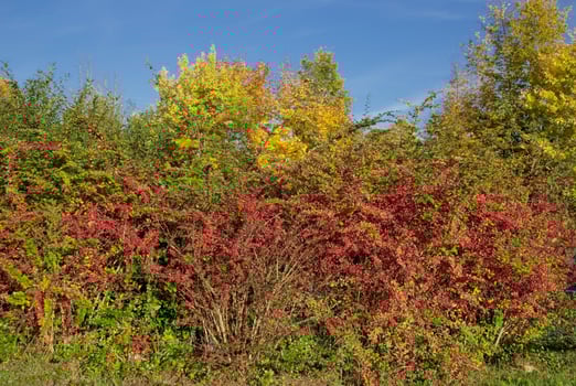 the colors of autumn, Rhineland, Germany photo
