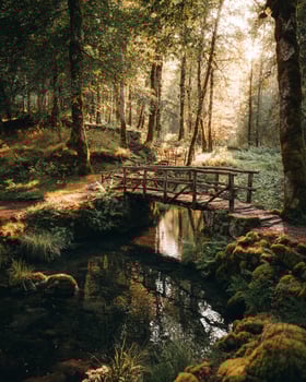 Rustic wooden bridge spanning over quiet stream in green park setting surrounded by tranquil water and soft countryside atmosphere photo