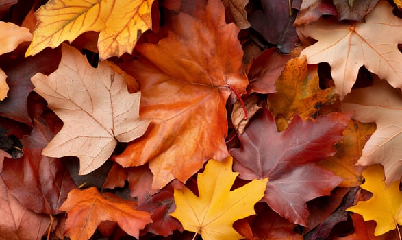 Colorful autumn leaves background texture pattern seasonal fall nature photo