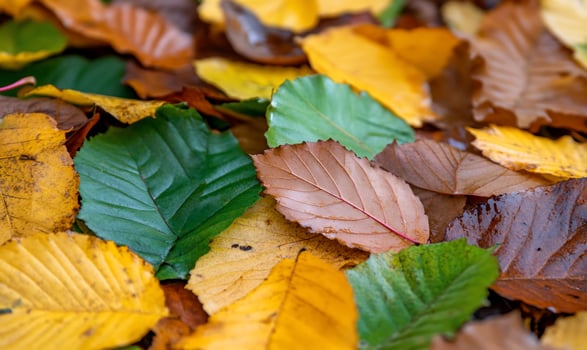 Colorful deciduous leaves on ground autumnal forest floor close up photo