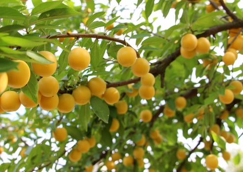 Yellow cherry plum with leaves photo