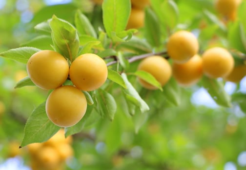 chcerry plum yellow with leaves on the branches photo