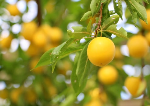 in the garden in summer Yellow ripe cherry plum photo