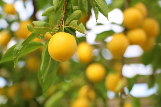 cherry plum in the garden in summer. photo