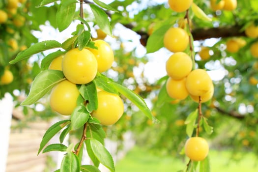 cherry plum with leaves on the branches photo