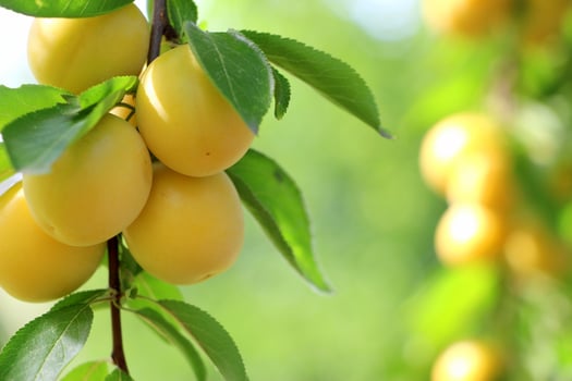 cherry plum yellow photo