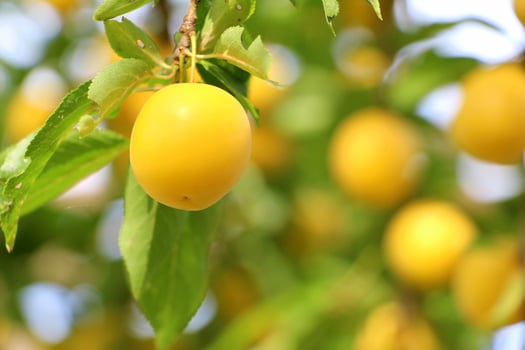 Yellow ripe cherry plum in the garden photo