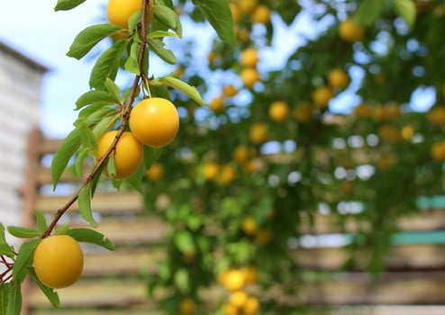 cherry plum ripe photo