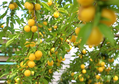 Yellow ripe cherry plum photo