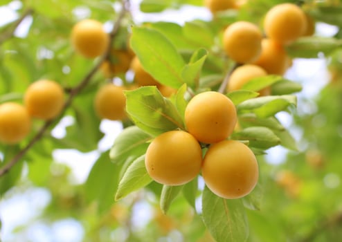 Yellow ripe cherry plum with leaves on the branches photo