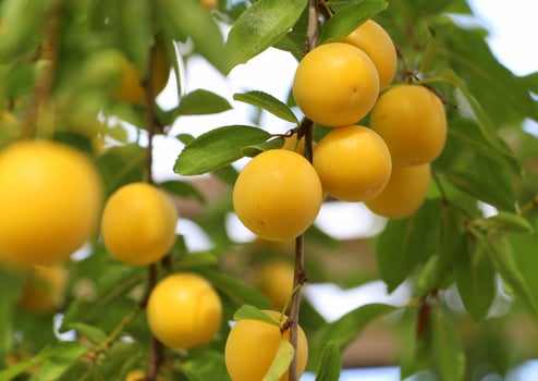 Yellow ripe cherry plum with leaves on the branches grows in the garden in summer. photo
