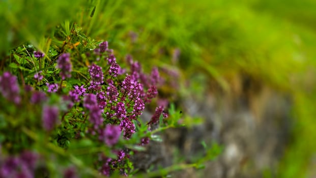 Blossoming purple pink fragrant Thymus serpyllum or Satureja montana with rain drops in the Alps. Photo with boke effect. Beautiful food and medicinal plant.