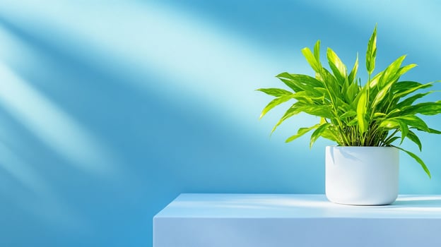 Vibrant green houseplant in white pot on gradient blue background with sunlight and shadows photo