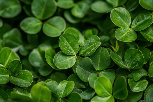 Close up green shamrock background clover leaf texture spring pattern photo
