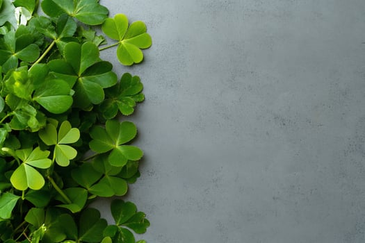 Fresh green clover leaves on gray background with copy space photo