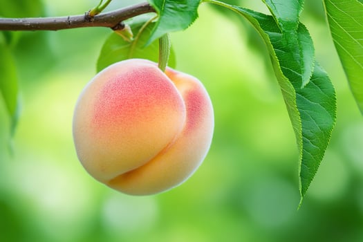 Ripe peach hanging from branch with green leaves fresh fruit close up photo