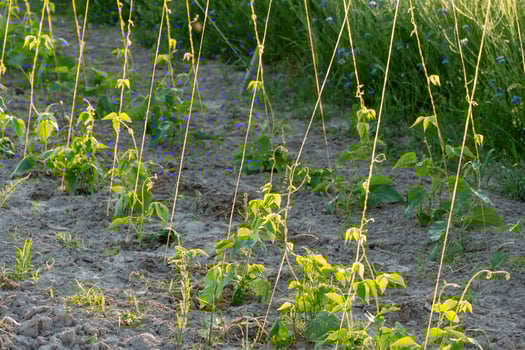 A field of plants growing in a field photo
