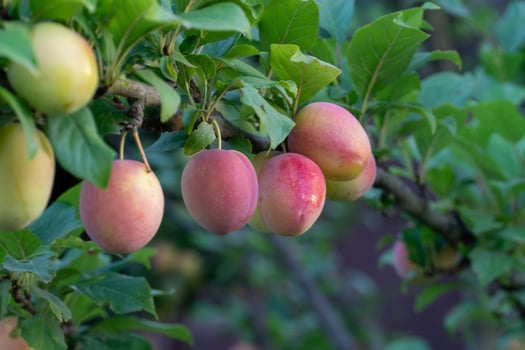 Plums on the tree photo