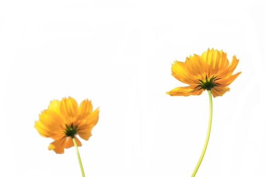 Two beautiful yellow cosmos flowers on a white background. photo