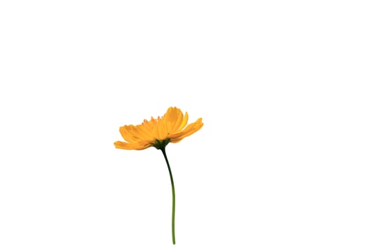 A single yellow flower is shown in the middle of a white background photo