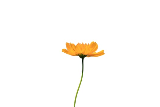 Beautiful yellow flowers on a white background photo